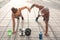 Fitness couple doing push ups exercise outdoor - Happy athletes making workout session outside