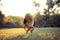 Fitness sport beauty girl doing yoga, fitness and stretching exercise in the park, outdoor sports