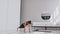 Fitness woman doing burpee workout at home. Medium shot of young woman doing push ups and jump exercise in slow motion
