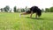 Fitness woman in sportswear doing various exercises on green grass of sports field, at stadium. Outdoor sports. online