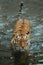 Fits the water with a calm, expressive look. young  tiger with expressive eyes walks on the water bathes, a possible bright body