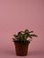 Fittonia albivenis in flowerpot on pink background
