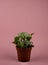 Fittonia albivenis in flowerpot on pink background