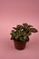 Fittonia albivenis in flowerpot on pink background  top view