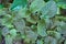 Fittonia Albivenis green Mosaic plant leaves with pink veines covering ground