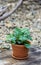 Fittonia in clay pot. Fittonia Mosaic plant