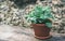 Fittonia in clay pot. Fittonia Mosaic plant.  Fittonia copy space