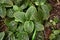 `Fittonia Gigantea` tropical Nerv plant with red veins covering ground