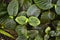 `Fittonia Gigantea` tropical Nerv plant with red veins covering ground, top view