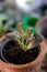 Fittonia home plant in a clay pot