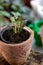 Fittonia home plant in a clay pot