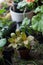 Fittonia home plant in flower pot rounded with home plants.