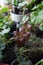 Fittonia home plant in flower pot rounded with home plants.