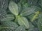 Fittonia mosaic plant, nerve plant leaves pattern