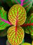 Fittonia (nerve plant) - ornamental plant with bright leaves with red veins