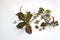 Fittonia verschaffeltii leaf-tip cuttings and ceropegia woodii leaves