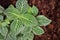 Fittonia White Anne leaf texture, for background