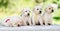Five adorable labrador retriever puppies