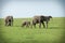 Five african elephants walking on a plain