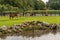 Five Alpacas in a green meadow. A fenced yard with wood, pond in the foreground. In summer, green hedge and trees in the