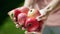 Five apples in female hands. Apple orchard. Summer garden. Harvesting.