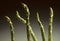 Five Asparagus spears against a gray background