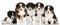 Five australian shepherd puppies