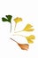 Five autumn leaves of Ginkgo Biloba from green through yellow to light brown, on white background