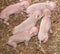 Five baby newborn pigs