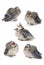 Five Baby Robin Image Composite