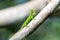 Five-banded gliding lizard hunting on the tree in the forest in Mulu national park