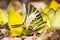 Five-bar swordtail butterfly