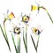 Five beautiful bright white daffodils spring bouquet watercolor