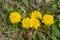 Five beautiful yellow dandelion flowers. Spring flowers