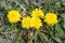 Five beautiful yellow dandelion flowers. Spring flowers