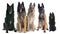 Five belgian shepherds