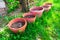 Five big flower pots with garden potting soil under a tree, laid down in fresh green grass.