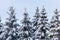 Five big Nordic evergreen coniferous holiday trees with brown cones covered by snow
