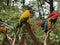 Five birds that have beautiful colorful feathers on a tree trunk