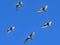Five birds (Ibises) flying in formation