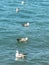 Five birds sitting on water