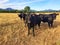 Five black cows in fight formation staring intensely