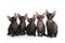 Five black sphinx kittens sit isolated on white