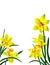 Five bright yellow flowers narcissuses with green