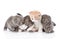 Five british shorthair kittens. on white background