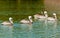 Five brown pelicans swimming in a tropical marina