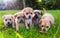 Five brown puppies in the grass