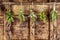 Five bunches of assorted fresh herbs hanging up