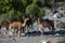 Five camels feeding from acatia tree in Wadi Mistal, Oman