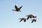 Five Canada Geese flying